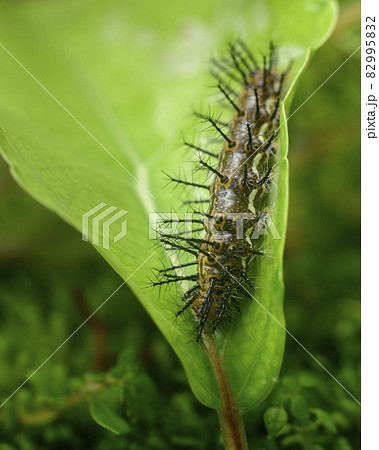 Common leopard larva eating Governor plum leaf close up macro. Various stages of the metamorphosis of a beautiful butterfly. Common leopard larva eating Governor plum leaf close up macro. Various stages of the metamorphosis of a beautiful butterfly. 82995832