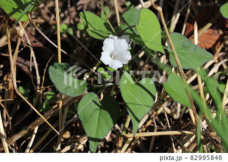 秋の野原に咲くマメアサガオの白い花の写真素材