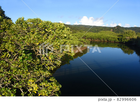 鹿児島・種子島マングローブパーク 82996606