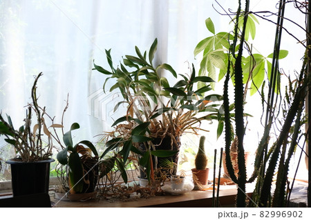 観葉植物が枯れるイメージ写真素材　 82996902