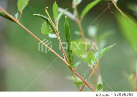 モロヘイヤの果実 モロヘイヤの果実 82996969