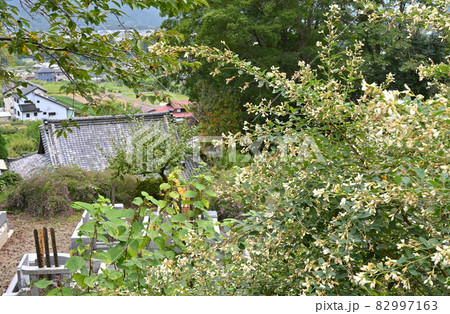 長瀞町散歩：長瀞七草寺　洞昌寺　境内の萩 82997163