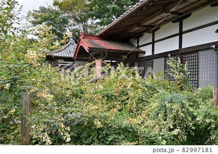 長瀞町散歩：長瀞七草寺　洞昌寺　本堂 82997181
