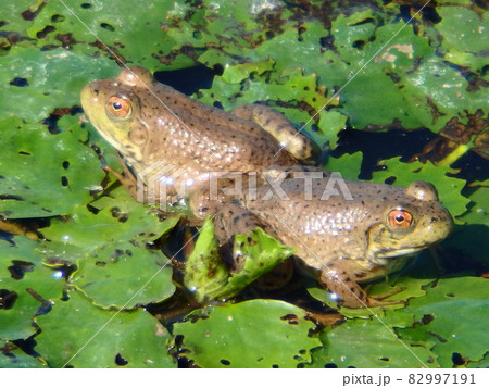 仙台市の大沼にいたウシガエルの若い個体たち 82997191