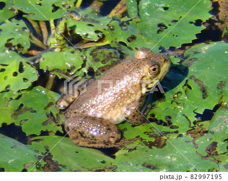 仙台市の大沼に生息するウシガエル 仙台市の大沼に生息するウシガエル 82997195