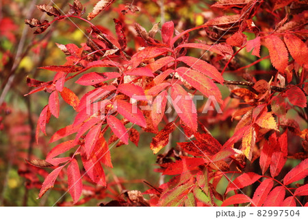 黒部平の紅葉 82997504