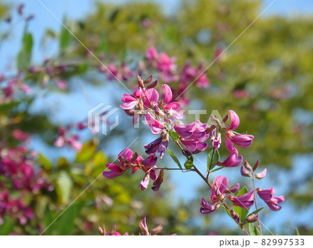 紫色の花が風景に映えるミヤギノハギ 紫色の花が風景に映えるミヤギノハギ 82997533
