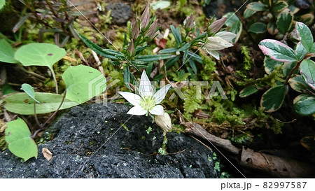 センブリの白き花 82997587