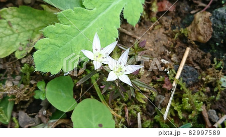 センブリの白き花 センブリの白き花 82997589