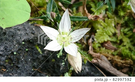 センブリの白き花 82997592