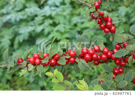 Nanking cherry. Far eastern delicacy Nanking cherry. Far eastern delicacy 82997761