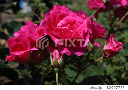 Pink rose in garden. Northern variety Pink rose in garden. Northern variety 82997775