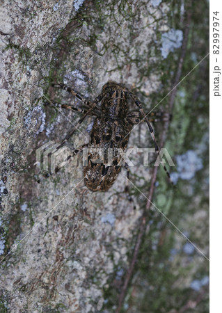 カミキリ カミキリ 82997974