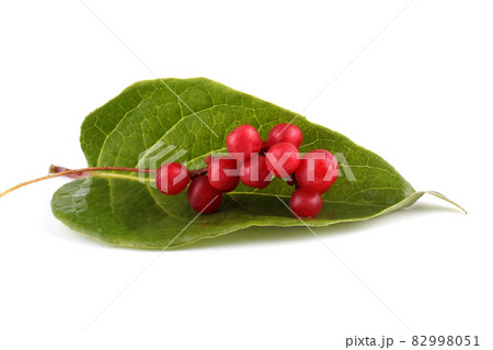 Schisandra Chinensis isolated on white 82998051