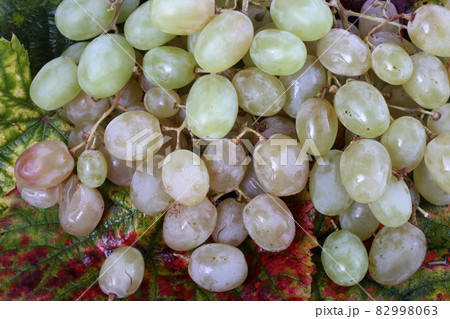 Grape on autumn leaves background Grape on autumn leaves background 82998063