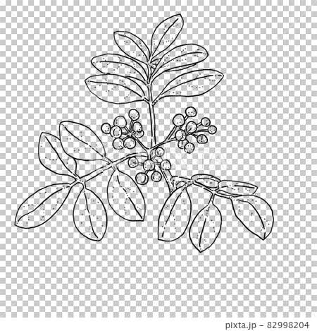 Pen drawing cut illustration of Chinese pepper 82998204