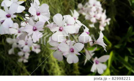 Close-up of white flowers on dark background 82998221