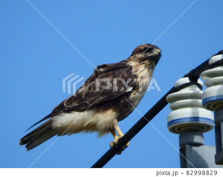 電線の上で辺りを見ていたノスリ 82998829