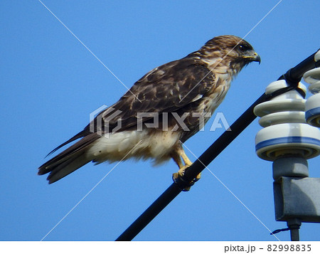 電線につかまり遠方をみているノスリ 82998835