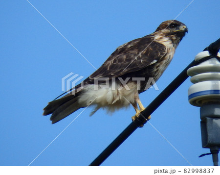 電線につかまり遠くを見ていたノスリ 82998837