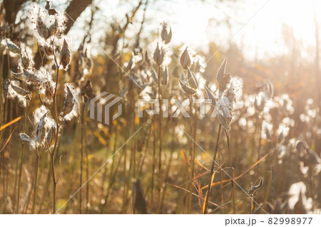 Autumn meadow 82998977