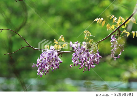 優しさ、歓迎の花言葉を持つ藤の花 優しさ、歓迎の花言葉を持つ藤の花 82998991