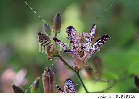 永遠にあなたのもの、秘めた意志という花言葉を持つホトトギス 82999116