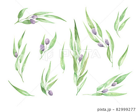 Watercolor olive branch with leaves and fruits. Watercolor olive branch with leaves and fruits. 82999277