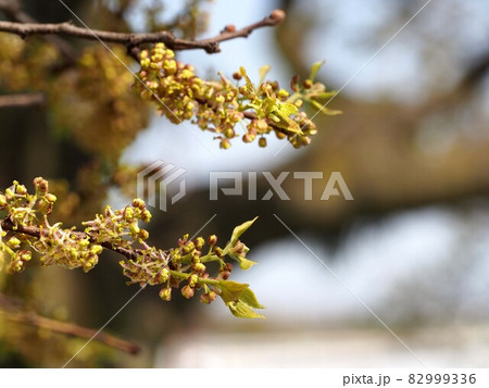 エノキ（榎）の花のクローズアップ 82999336
