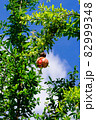 木に実っている熟れたザクロ 82999348