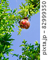 木に実っている熟れたザクロ 82999350