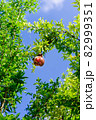 木に実っている熟れたザクロ 82999351