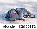 仲の良さそうな鳩のカップル 82999352