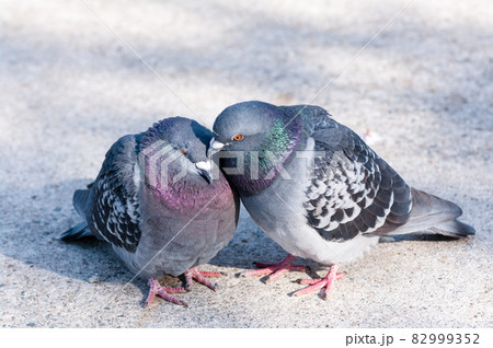 仲の良さそうな鳩のカップル 82999352