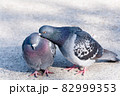 仲の良さそうな鳩のカップル 82999353