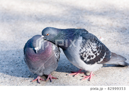 作家作品　鳩のカップル 仲の良さそうな鳩のカップルの写真素材 [82999353] - PIXTA