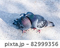 仲の良さそうな鳩のカップル 82999356