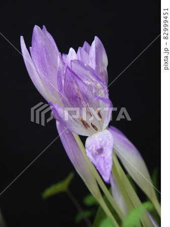 コルチカムの花 黒バック コルチカムの花 黒バック 82999451