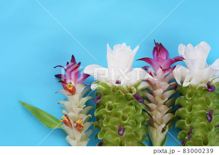 Krachai flower or Curcuma sparganifolia Gagnep in bloom on blue background. Krachai flower or Curcuma sparganifolia Gagnep in bloom on blue background. 83000239