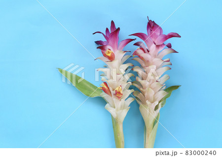 Krachai flower or Curcuma sparganifolia Gagnep in bloom on blue background. 83000240