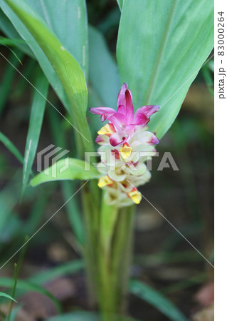 Krachai flower or Curcuma sparganifolia Gagnep bloom in the Rainforest. 83000264