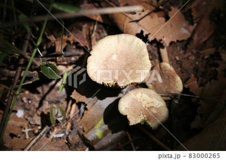 Fresh death cap of poisonous mushroom on ground. Fresh death cap of poisonous mushroom on ground. 83000265