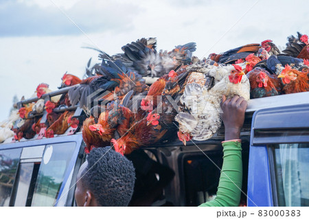 鶏を積むエチオピアのバン 83000383