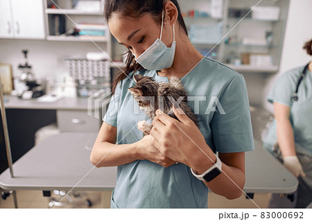 Careful Asian veterinarian with mask cuddles little kitten in modern clinic 83000692