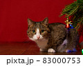 funny pet cat peeking out from under the branch of a Christmas tree on a red background 83000753