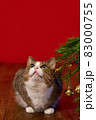 cute cat sitting next to branches of fir tree christmas tree on red christmas background, looking up 83000755