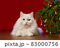 cute white cat lies under a Christmas tree on a red background, background for a new year card 83000756