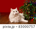 cute white cat lies under a Christmas tree on a red background, background for a new year card 83000757
