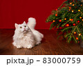 cute white cat lies under a Christmas tree on a red background, background for a new year card 83000759