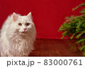 funny pet white cat stuck out his tongue on red christmas background, fir branches christmas tree 83000761